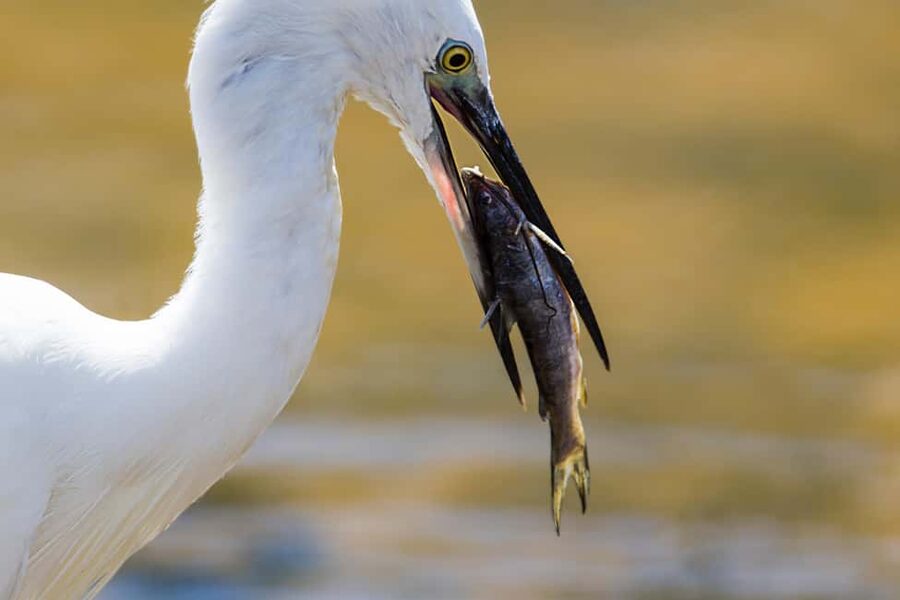 Ella: Transfer to Hikkaduwa & Yala Safari Tour - Three hours inside Yala National Park