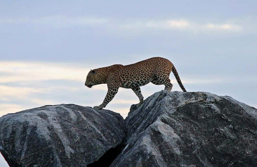 Ella: Transfer to Tangalle/Mirissa/Galle & Yala Safari Tour - Key points to know before booking