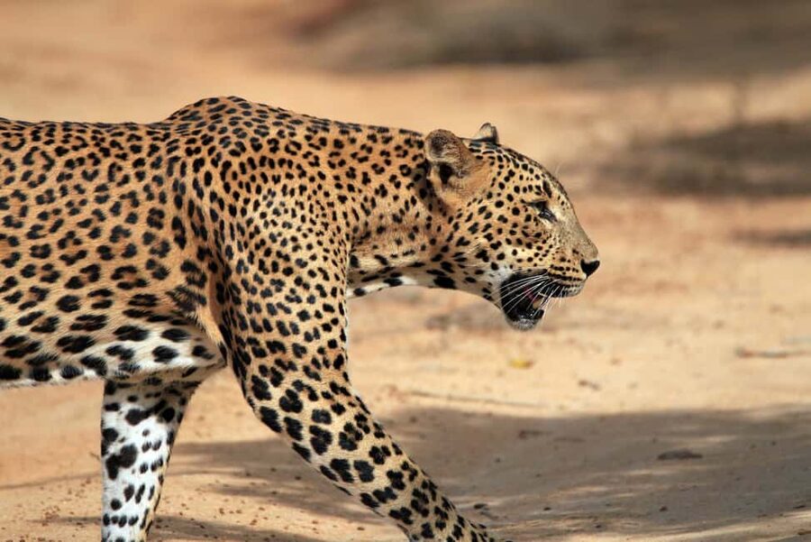 Ella: Transfer to Tangalle/Mirissa/Galle & Yala Safari Tour - Should you book it?
