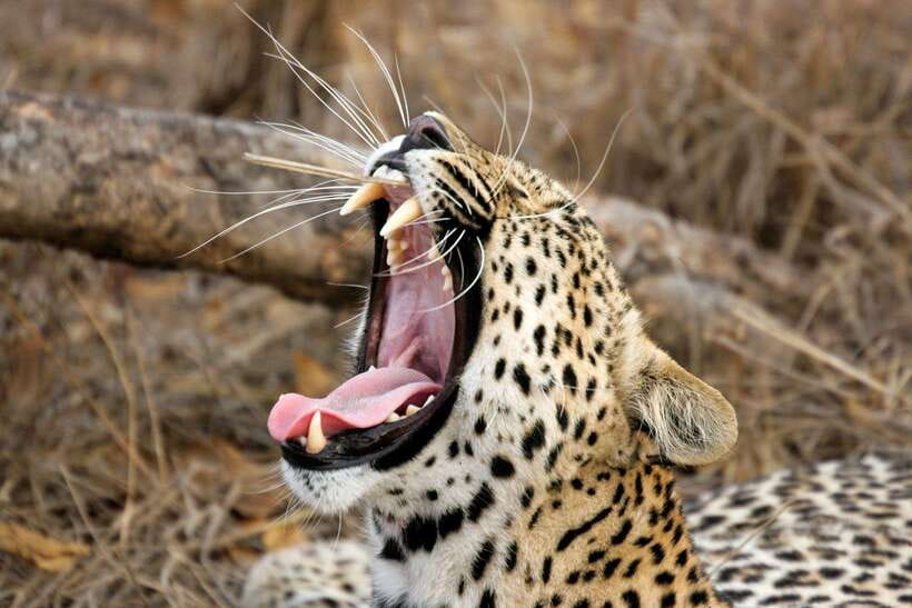 Ella: Transfer to Tangalle/Mirissa/Galle & Yala Safari Tour - What the Yala safari portion is like