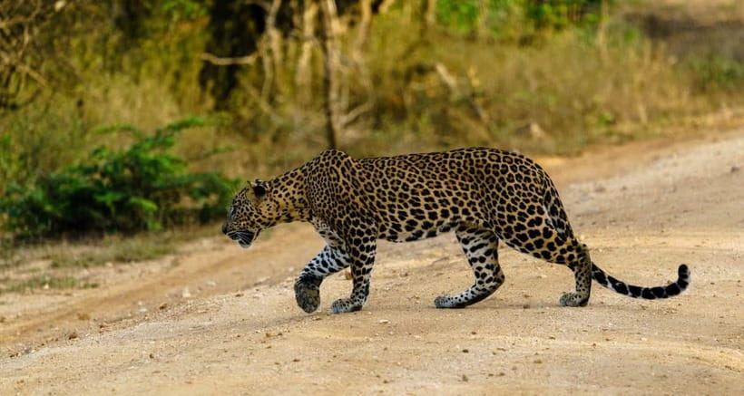 Ella: Yala Safari with Drop at Tangalle/ Hiriketiya/ Mirissa - Key points to know before booking
