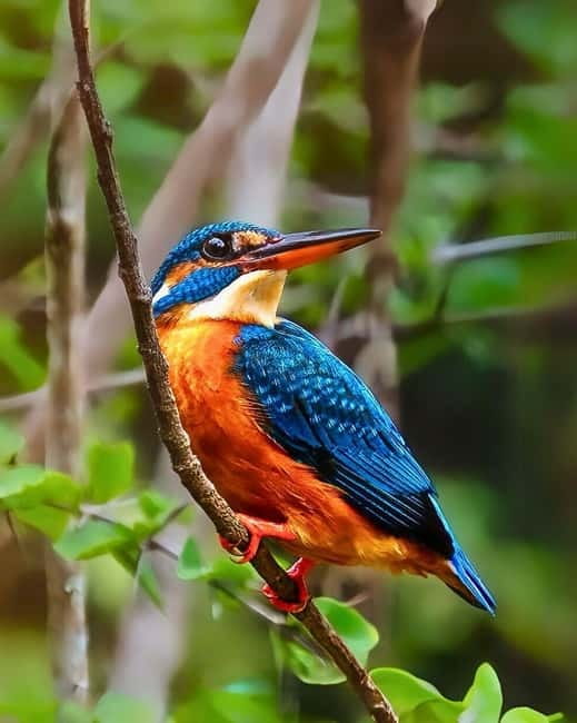 Ella: Yala Safari with Drop at Tangalle/ Hiriketiya/ Mirissa - The wildlife you are most likely to enjoy