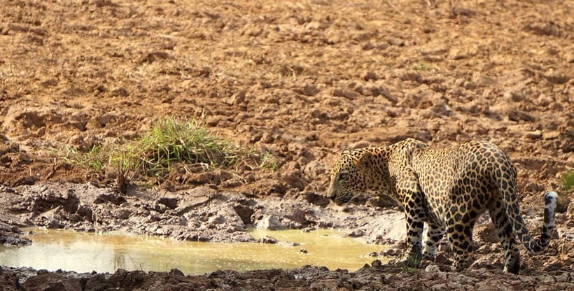 Ella: Yala Safari with Drop at Tangalle/ Hiriketiya/ Mirissa - From Yala to Mirissa, Tangalle, or Hiriketiya