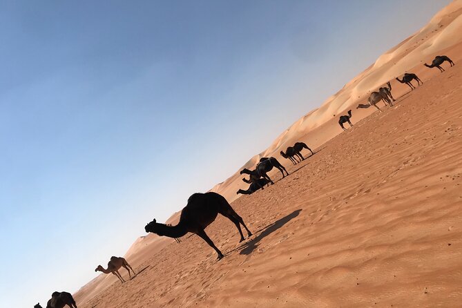 Empty Quarter Sunset Desert Safari - Al Ain Camel Market and the camel farm