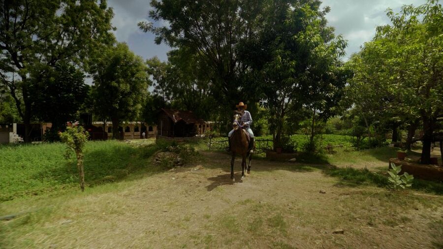 Equestrian Escape: Horse Safari Adventure - What makes the Marwari horse special here