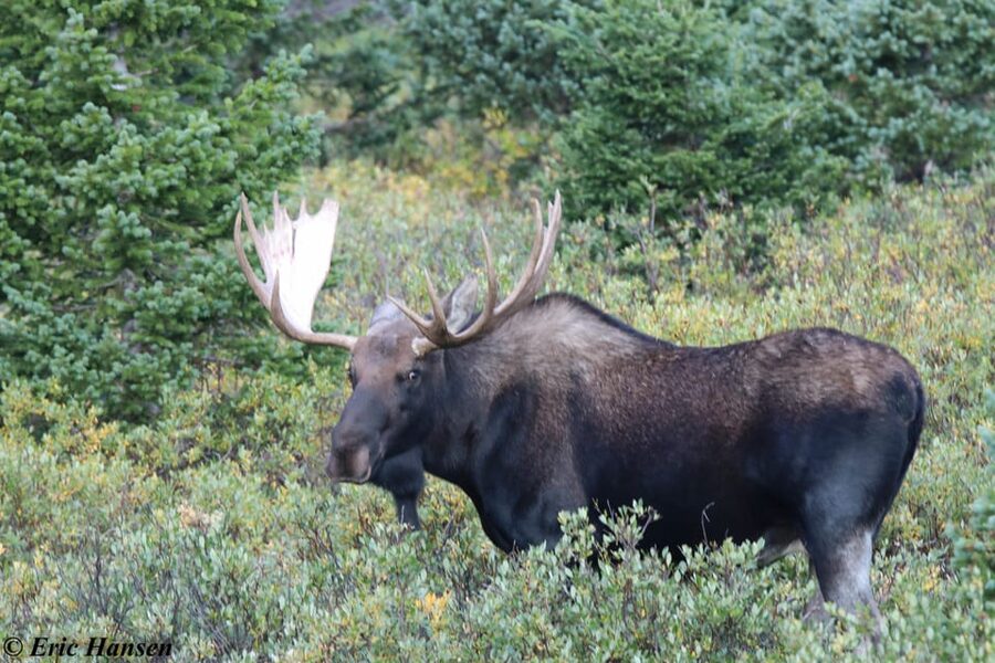 Estes Park: Rocky Mountain National Park Safari Tour - Wildlife watching: moose, elk, pika, and luck