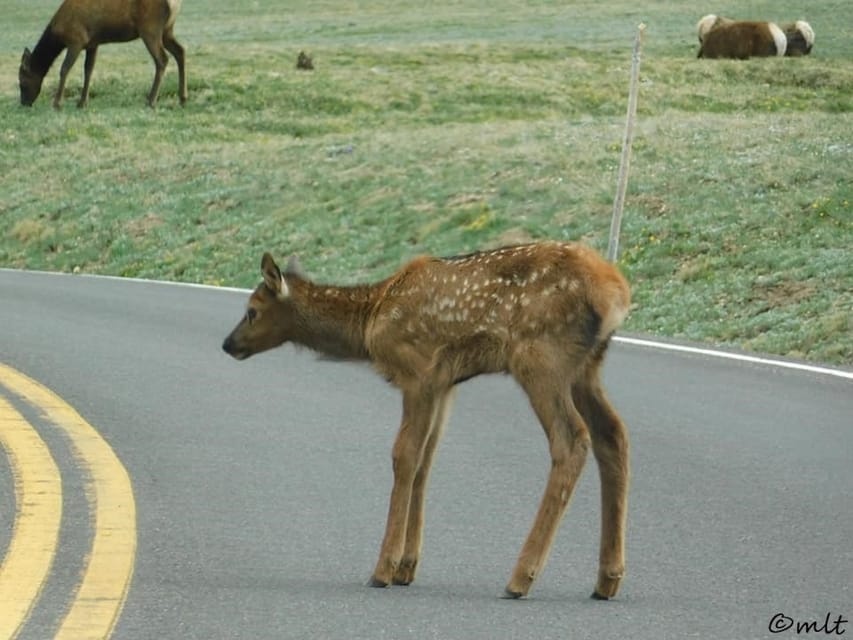 Estes Park: Rocky Mountain National Park Safari Tour - Is $130 a fair price?