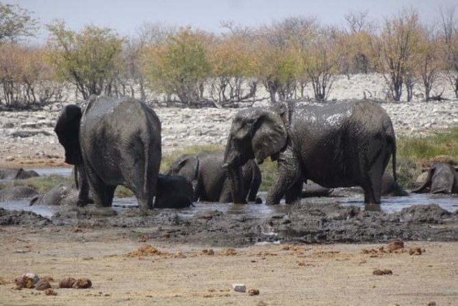 ETOSHA PARK SAFARI with local guides in 9-seater 4x4s - Etosha Pan and the water points