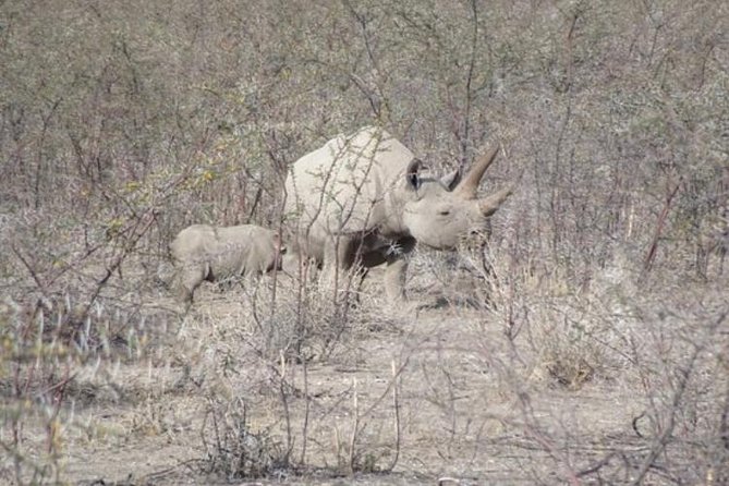 ETOSHA PARK SAFARI with local guides in 9-seater 4x4s - The midday break inside the savannah