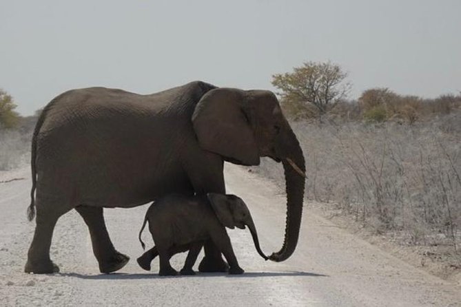 ETOSHA PARK SAFARI with local guides in 9-seater 4x4s - Who will enjoy this safari most