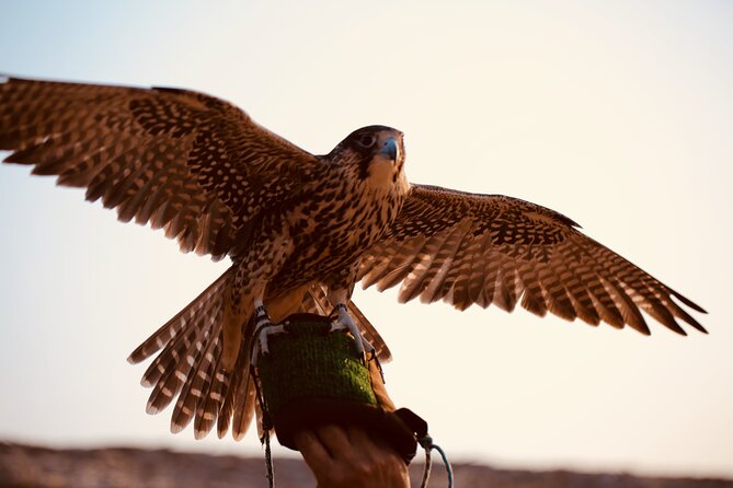Evening Desert Safari Abu Dhabi with Hot BBQ Dinner - Camel farm visit and camel riding