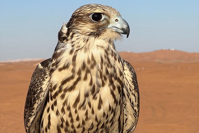 Evening Desert Safari Camel Ride Dinner Live Shows in Abu Dhabi - Tanoura dancing and belly dancing