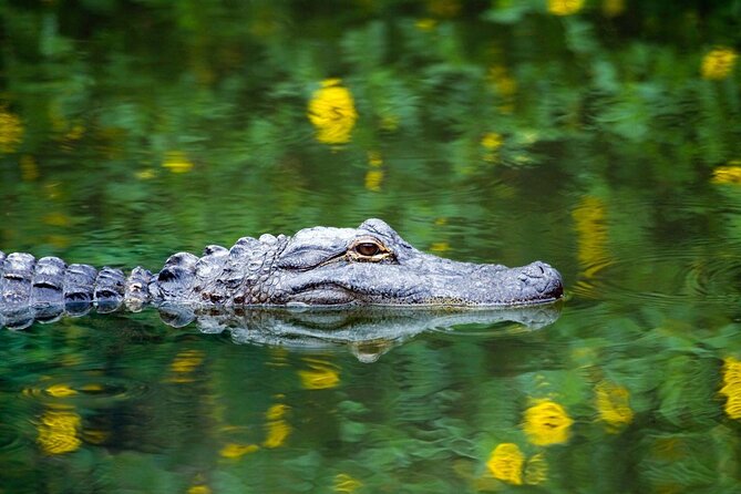 Everglades Airboat Safari Adventure with Transportation - What this Miami Everglades tour really offers