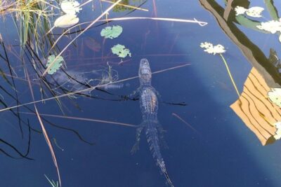 Everglades Airboat Safari Adventure with Transportation