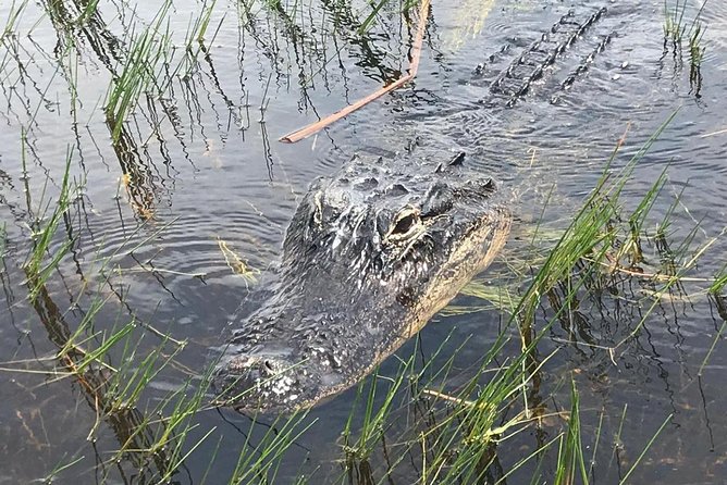 Everglades Airboat Safari Adventure with Transportation - The exhibits, animal areas, and free time