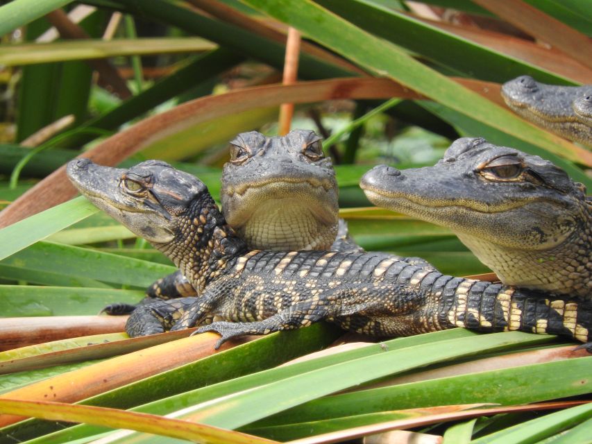 Everglades Day Safari from Fort Lauderdale - The 10,000 Islands by boat