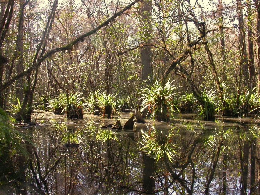 Everglades Day Safari from Fort Lauderdale - Chokoloskee and the old Florida finish