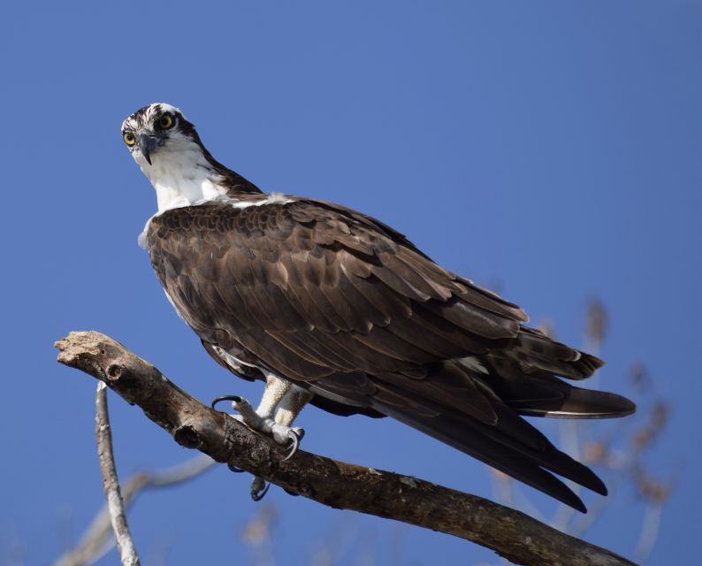 Everglades Day Safari from Fort Lauderdale - What the $225 price includes