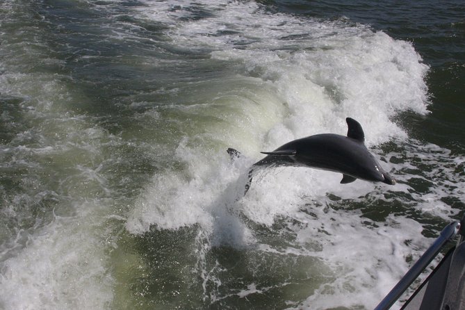 Everglades Day Safari from Fort Myers/Naples Area - Big Cypress by van, with a closer look at wildlife