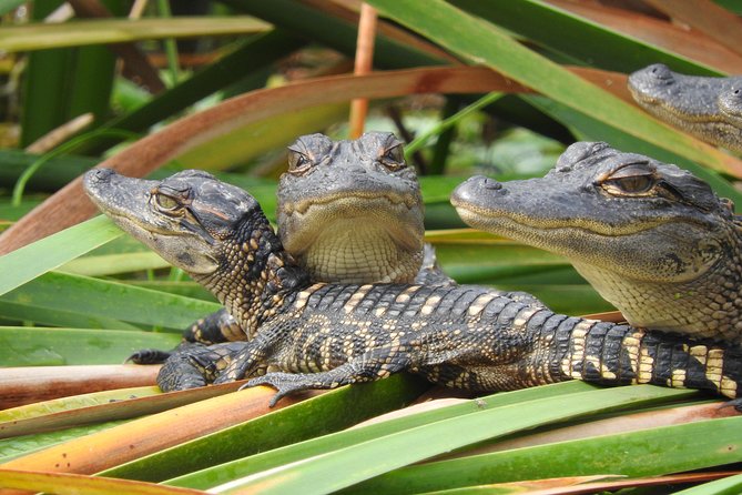 Everglades Day Safari from Fort Myers/Naples Area - Lunch at Island Cafe in Everglades City