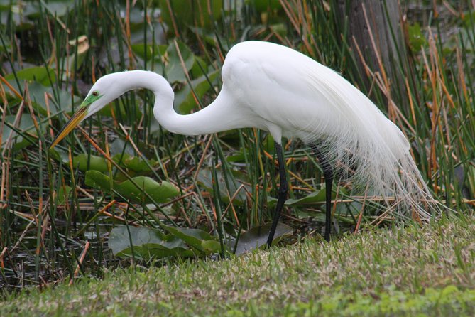 Everglades Day Safari from Fort Myers/Naples Area - Cruising the Ten Thousand Islands