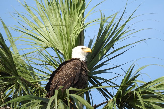 Everglades Day Safari from Fort Myers/Naples Area - Is $250 a fair price?