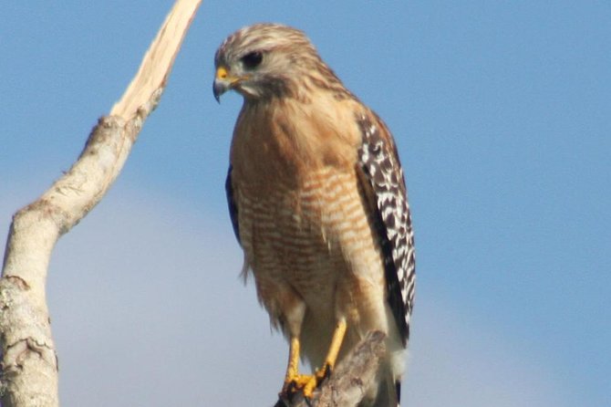 Everglades Day Safari from Ft Lauderdale - Lunch with local choices in Everglades City
