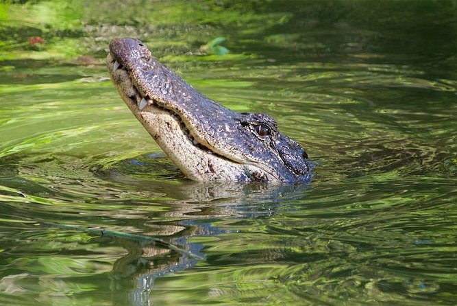 Everglades Day Safari from Ft Lauderdale - Smallwood Store and the human story of the swamp
