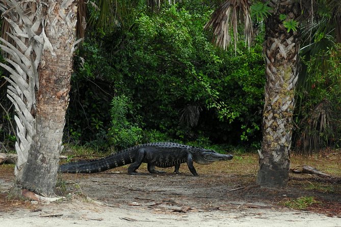 Everglades Day Safari from Ft Lauderdale - What the $250 price really buys