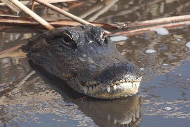 Everglades Day Safari from Ft Lauderdale - Big Cypress and the Tamiami Trail