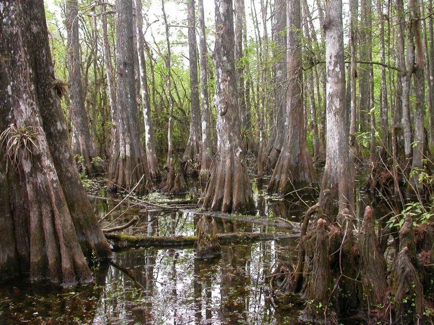 Everglades Day Safari from Sanibel, Fort Myers & Naples - Is $225 a fair price?