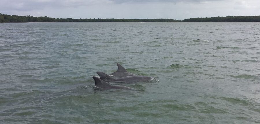 Everglades Day Safari from Sanibel, Fort Myers & Naples - Why this full-day format works