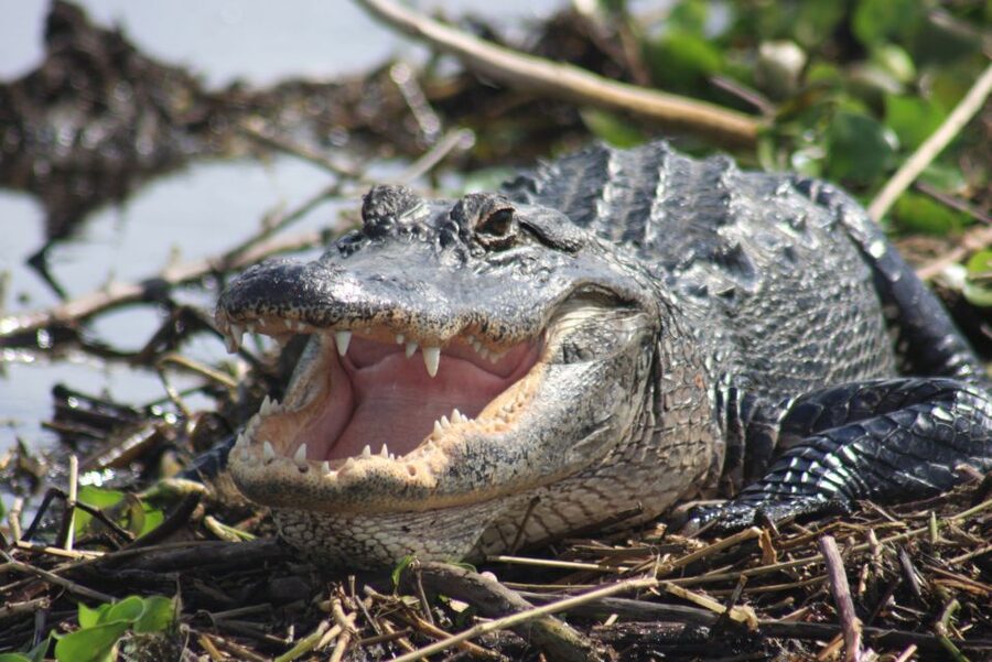 Everglades Day Safari from Sanibel, Fort Myers & Naples - Walking the Pine Flatwoods and seasonal wetlands