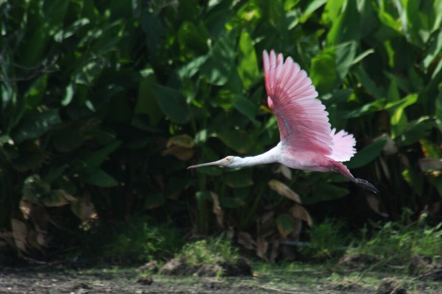 Everglades Day Safari from Sanibel, Fort Myers & Naples - Lake Trafford by airboat