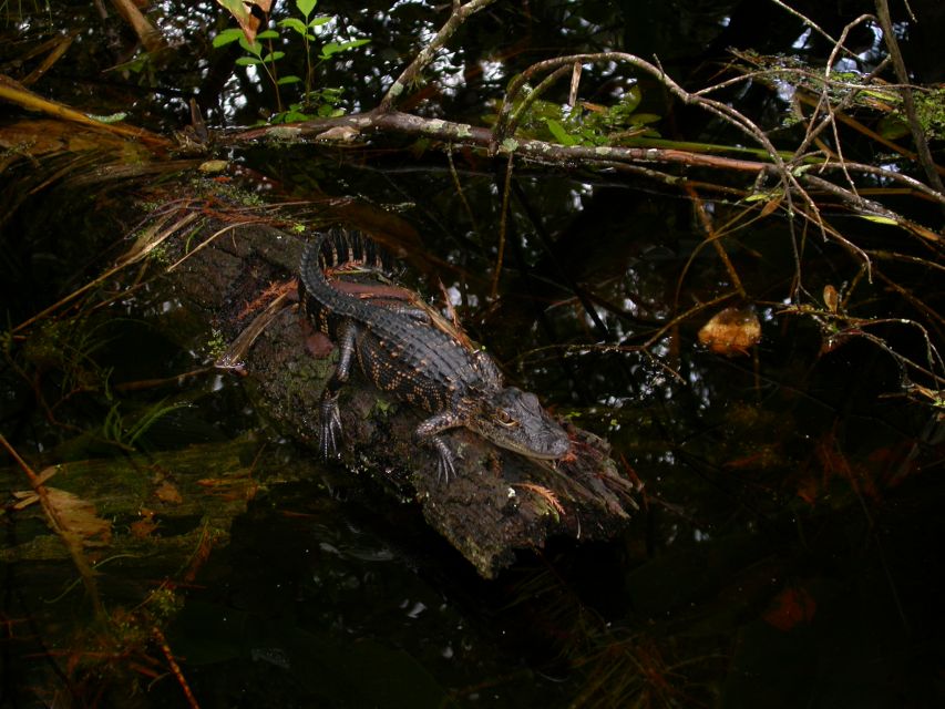 Everglades Day Safari from Sanibel, Fort Myers & Naples - Mangroves, dolphins, manatees, and coastal birds