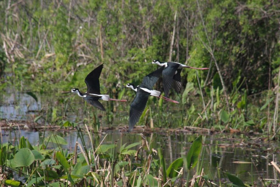 Everglades Day Safari from Sanibel, Fort Myers & Naples - The guide makes or breaks the experience