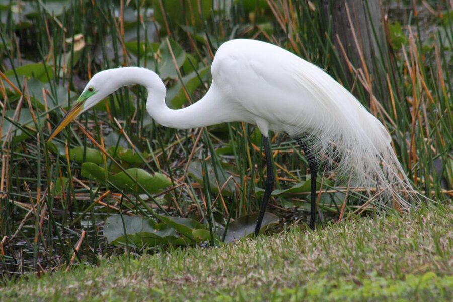 Everglades Day Safari from Sanibel, Fort Myers & Naples - Timing, comfort, and who should book
