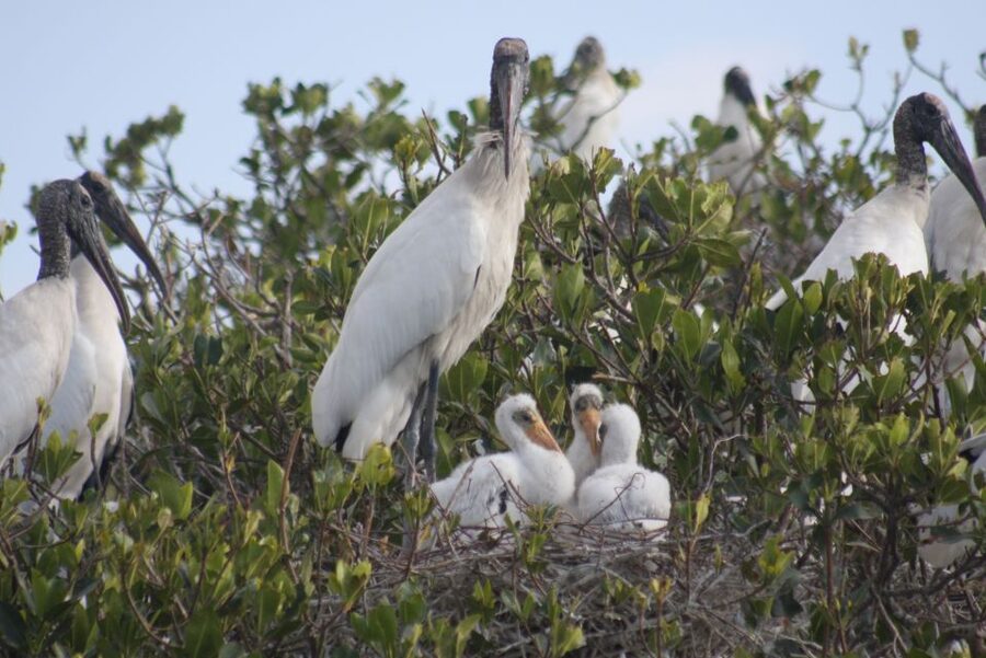 Everglades Day Safari from Sanibel, Fort Myers & Naples - Starting early from Southwest Florida