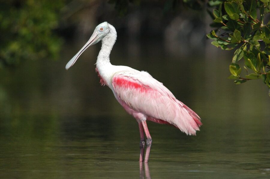 Everglades National Park: Private 2.5-Hour Photo Safari - Key points to know before you book