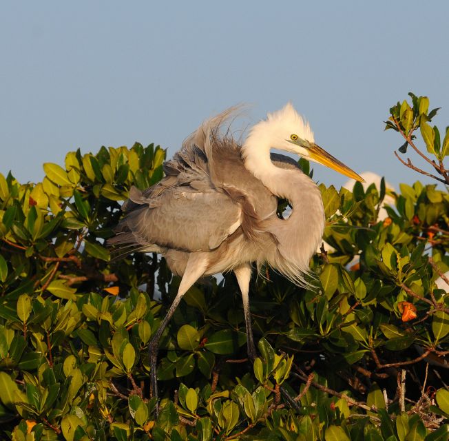 Everglades National Park: Private 2.5-Hour Photo Safari - Why the Everglades works so well for a photo boat