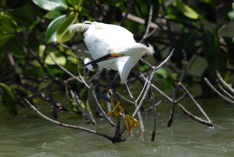 Everglades National Park: Private 2.5-Hour Photo Safari - The real value of a $496 private boat