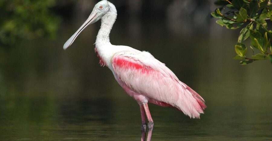 Everglades National Park: Private 2.5-Hour Photo Safari - A private start or finish at a bird rookery