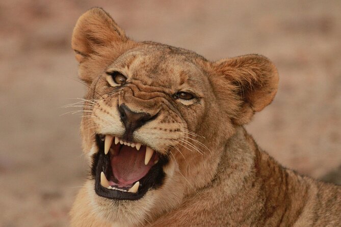 Exclusive Morning Game Drive Safari near Hoedspruit - Key details before you book