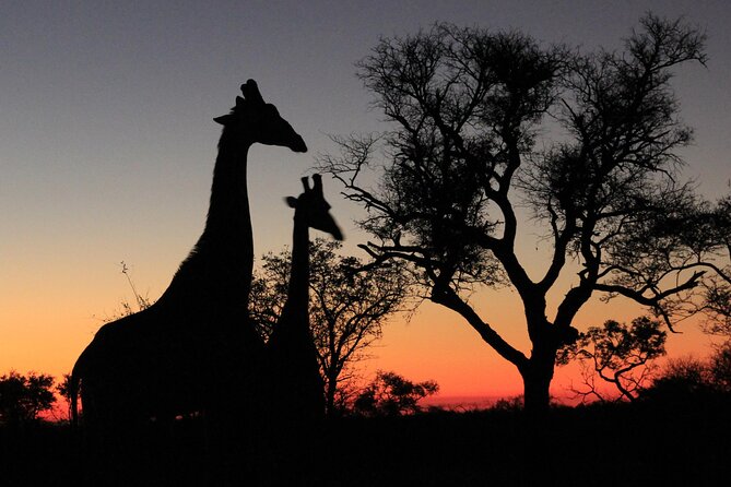 Exclusive Morning Game Drive Safari near Hoedspruit - Entering Rietspruit through Leadwood Gate