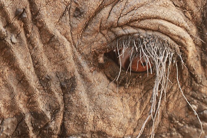 Exclusive Morning Game Drive Safari near Hoedspruit - The waterhole and Drakensberg views