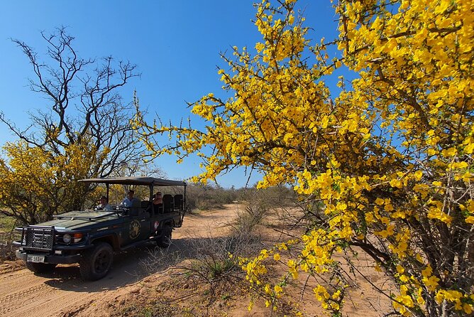 Exclusive Morning Game Drive Safari near Hoedspruit - Coffee, rusks, and a practical safari break