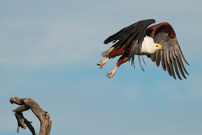 Exclusive Morning Game Drive Safari near Hoedspruit - How the $112.20 price works out