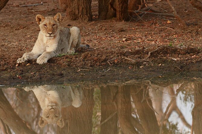 Exclusive Morning Game Drive Safari near Hoedspruit - Morning or sunset: choose carefully