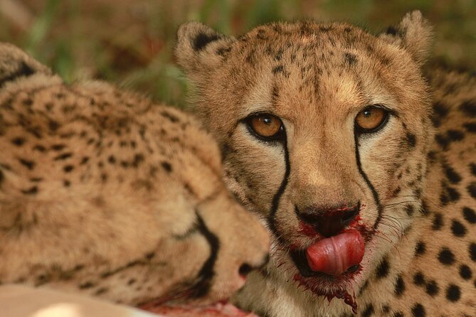 Exclusive Morning Game Drive Safari near Hoedspruit - A guided search for the Big Five