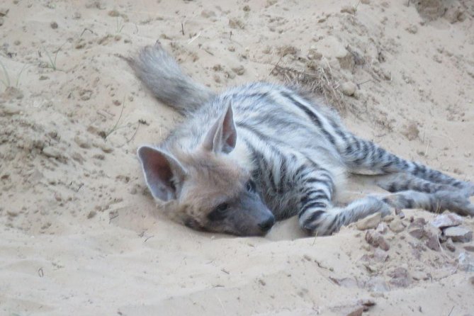 Exclusive Safari at Jhalana Leopard Park Including Transfers - Leaving Jaipur at 5am or 2pm